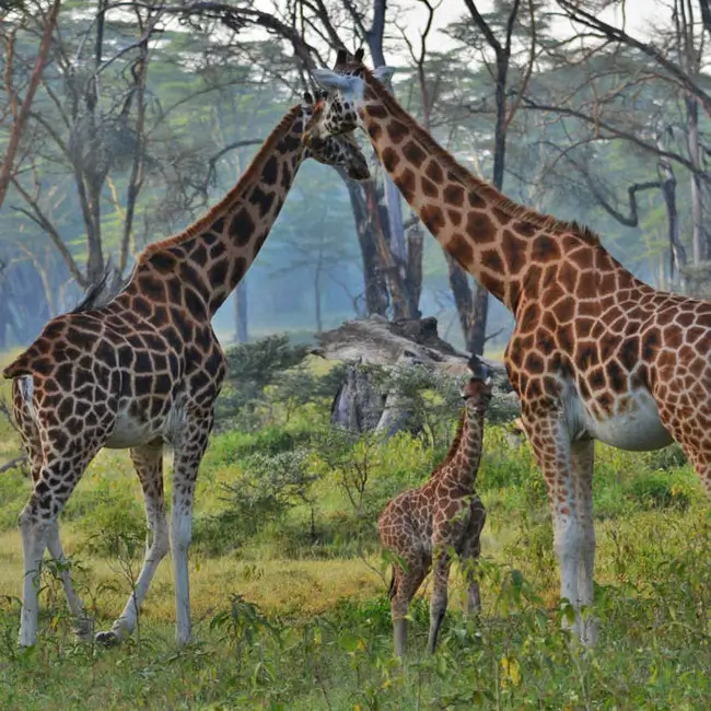 Eyalama-tours-Lake-Nakuru-National-Park
