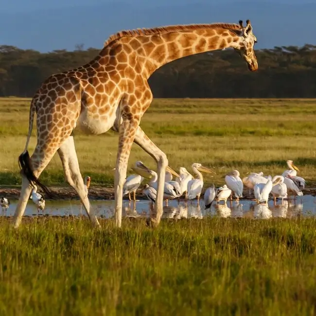 Giraffe-in-Lake-Nakuru-by-Eyalama-tours