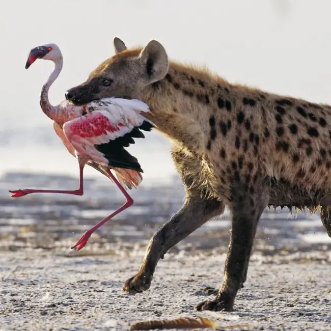 lake-nakuru-wild-life-nature