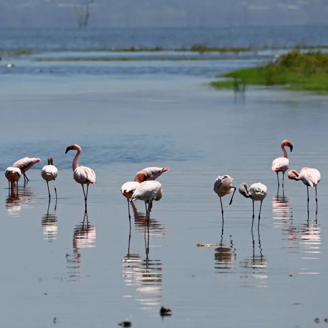 nakuru-flamingos