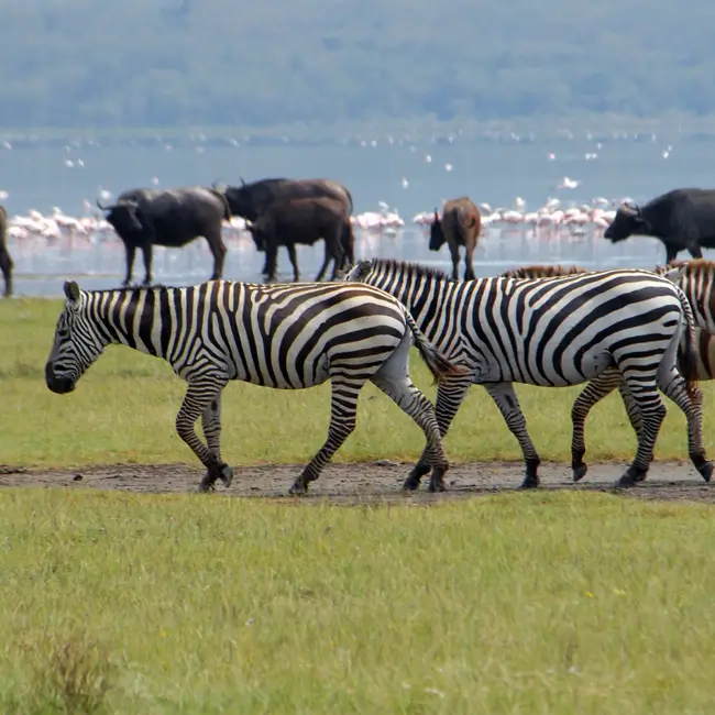nakuru-wildlife-tours