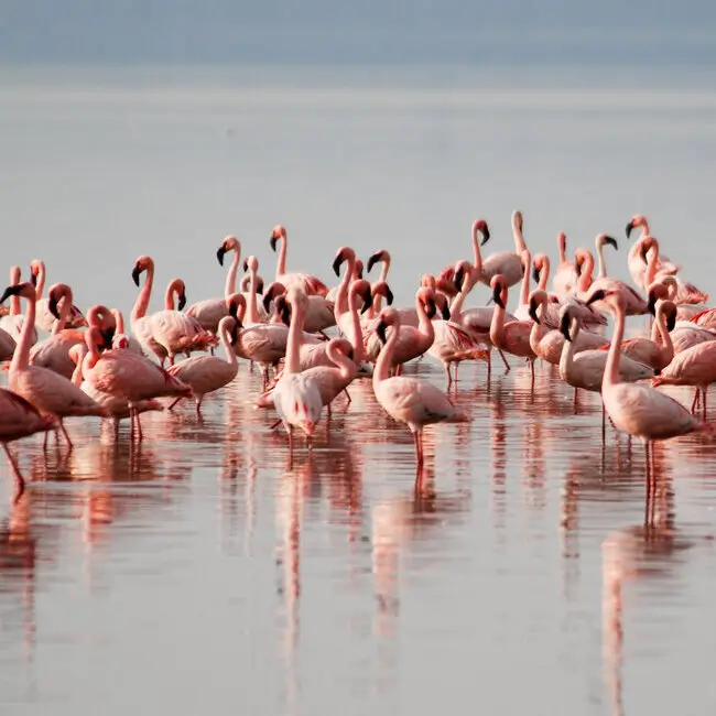 view-flamingos-at-lake-nakuru-national-park