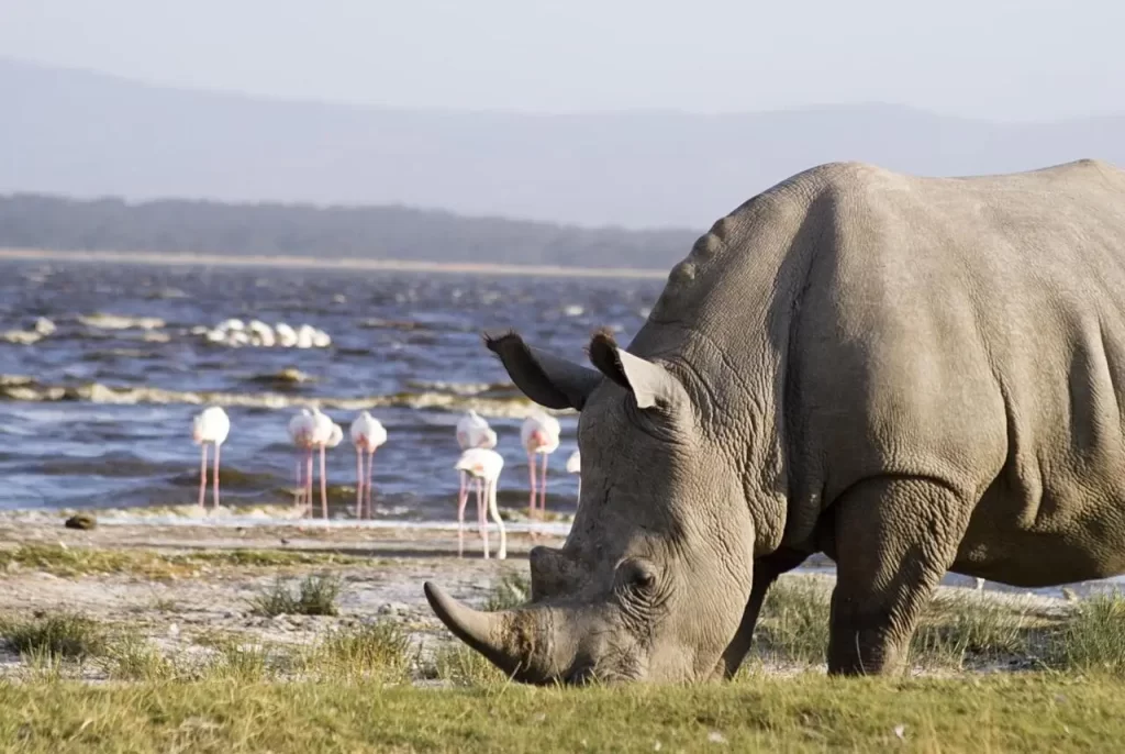 safari price nakuru 