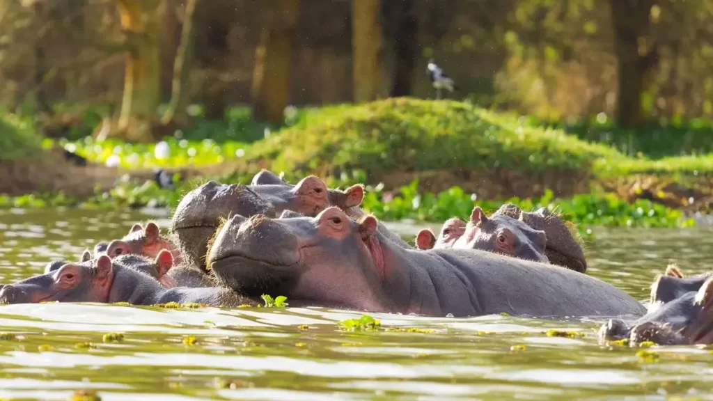 cost of safari to kenya